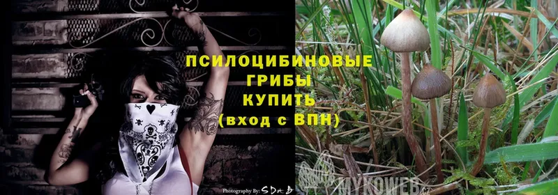 Галлюциногенные грибы Psilocybe  hydra вход  Красноярск 